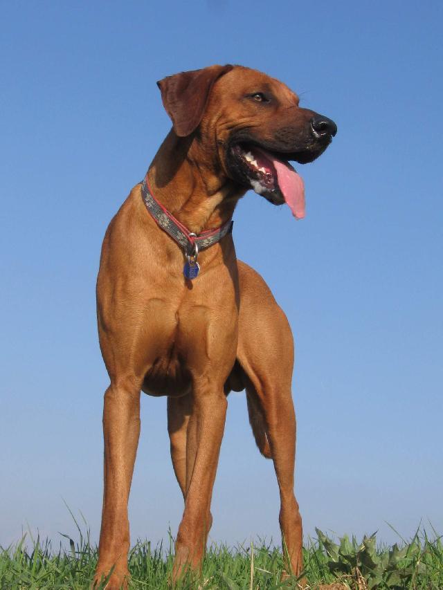 rhodesky-ridgeback-rhodezsky_11.jpg